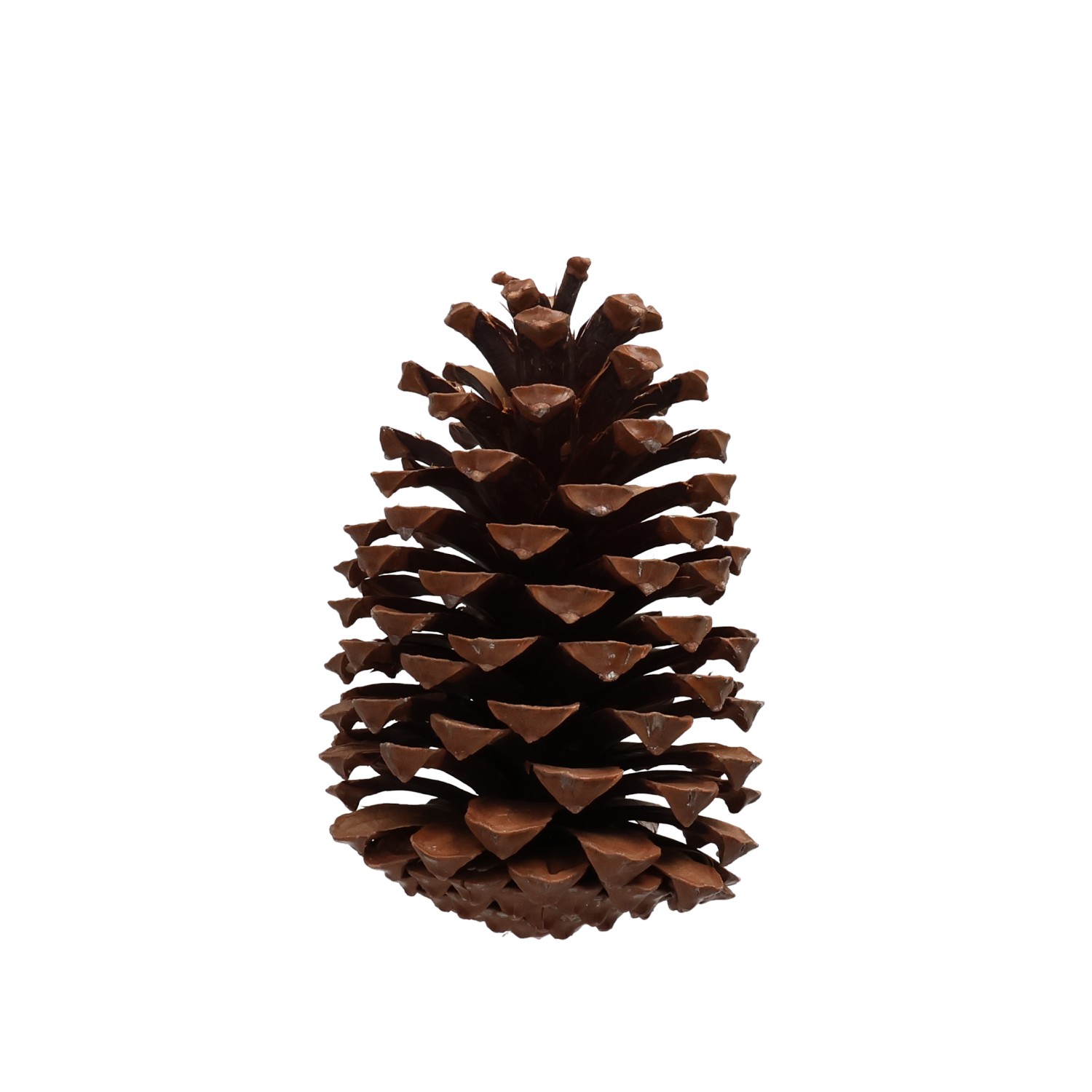 Zapfen KB natur 18-22cm