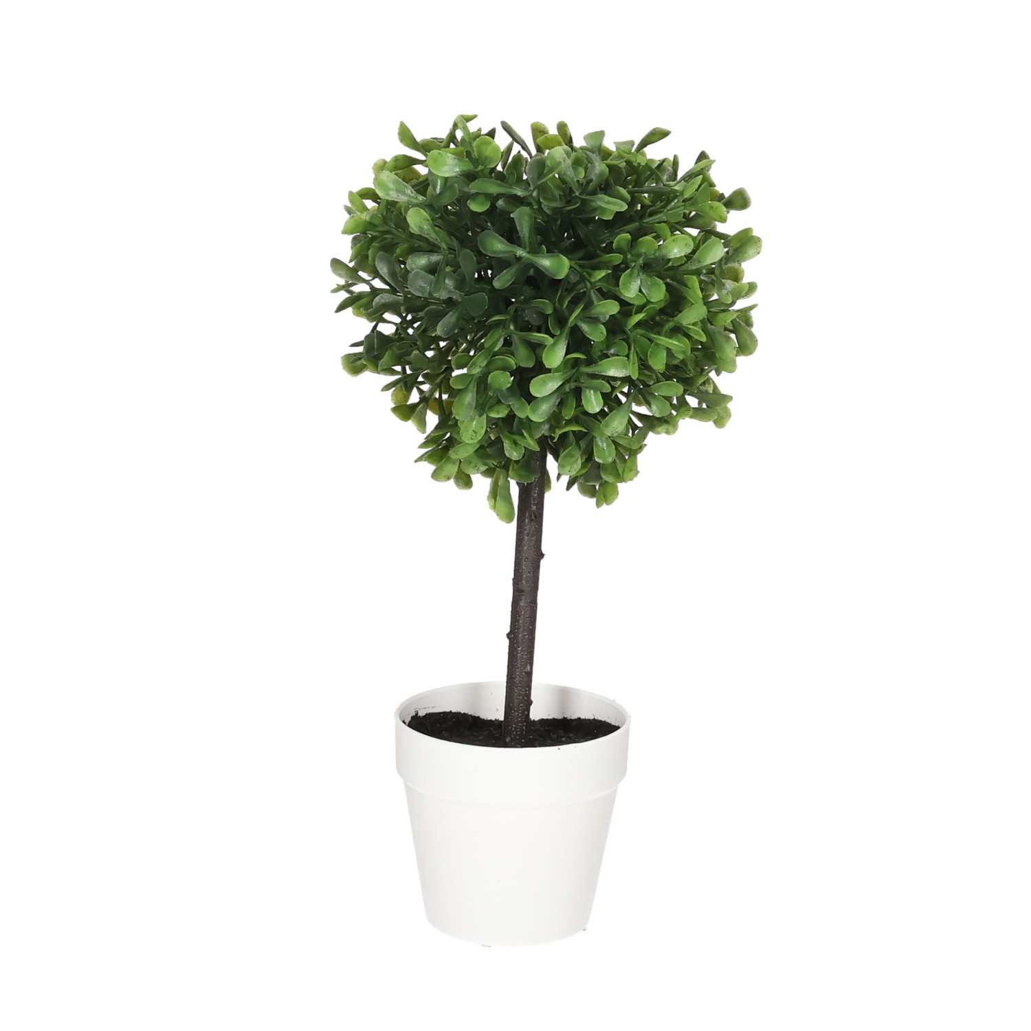 Blume KB Buchsbaum im Topf 23cm